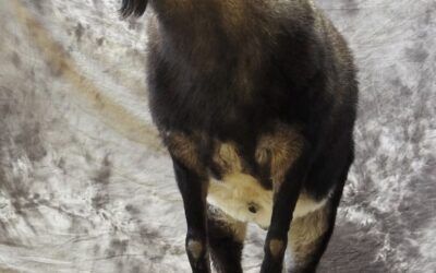 Spanish ibex taxidermy / Spain taxiermy