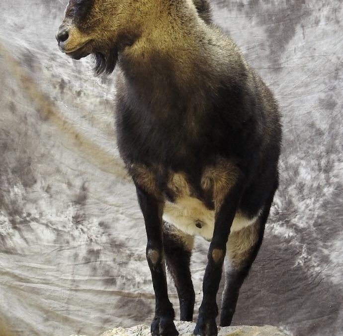 Spanish ibex taxidermy / Spain taxiermy