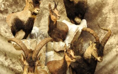 Top quality taxidermy job completed for our hunter from Utah. June 2025
