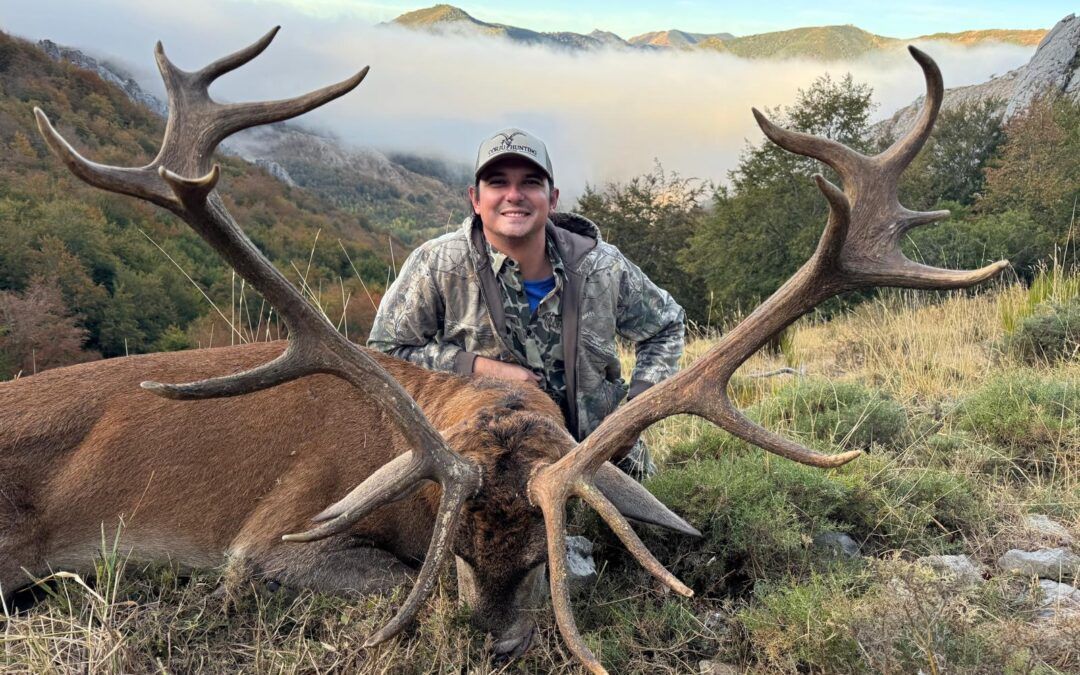 Iberian Red Stags