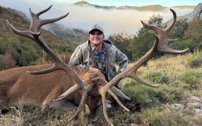 Iberian Red Stags
