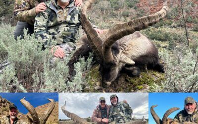 Trip 1, Mark B. Spain- Spanis ibex grand slam