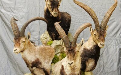 Spanish Ibex Grand Slam pedestal mounts.