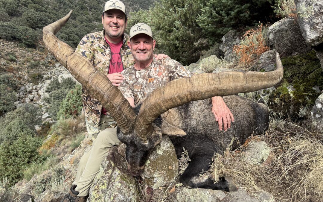 Three giant gold medal ibex from Gredos in the same season