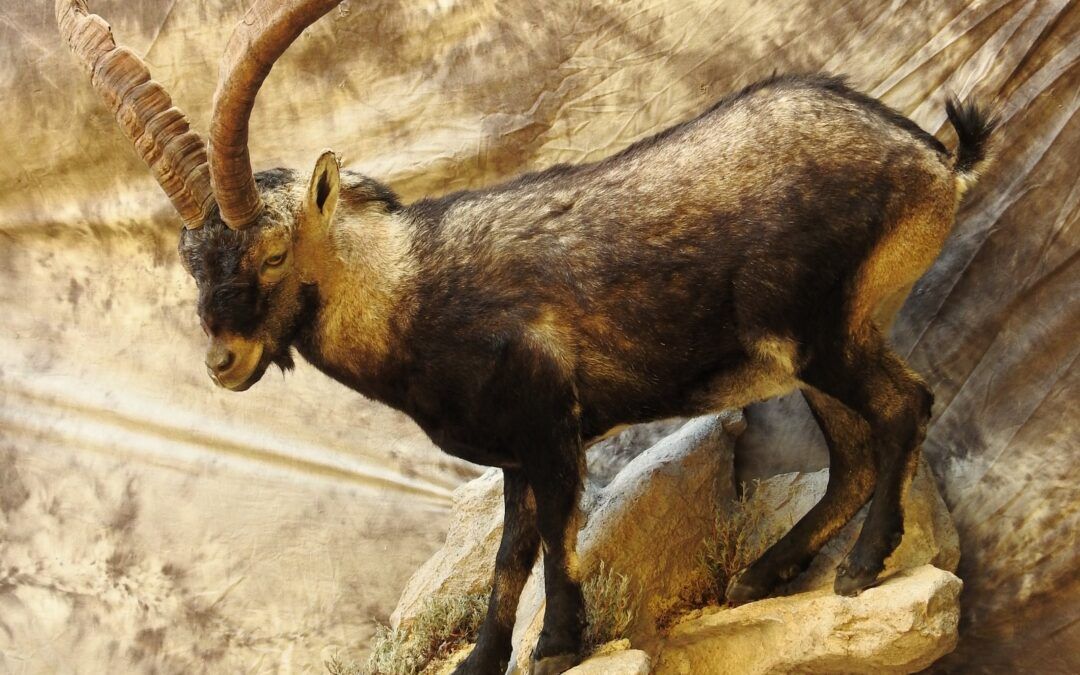 Beautiful mounts from trophies harvested this season with Corju Hunting completed by our taxidermist