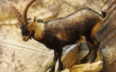 Beautiful mounts from trophies harvested this season with Corju Hunting completed by our taxidermist